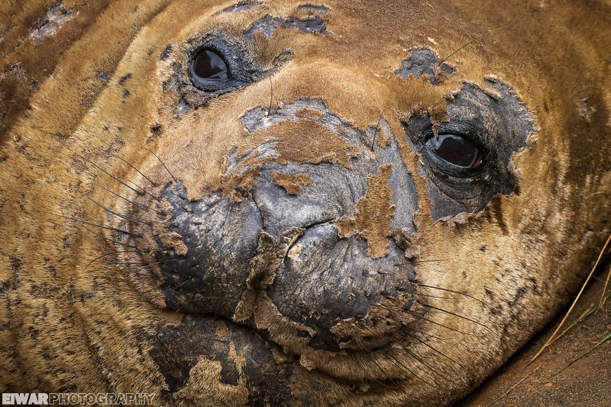 I Went To The Southern Ocean And Observed Penguins And Albatrosses.