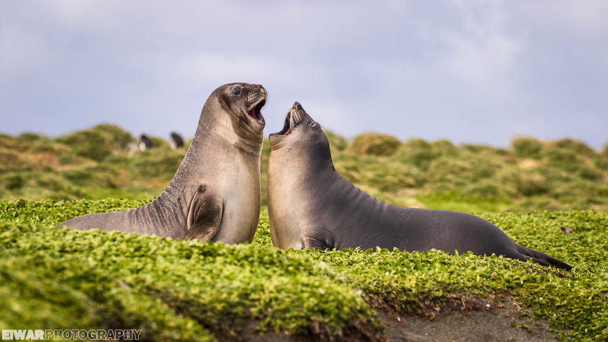 I Went To The Southern Ocean And Observed Penguins And Albatrosses. I Went To The Southern Ocean And Observed Penguins And Albatrosses.
