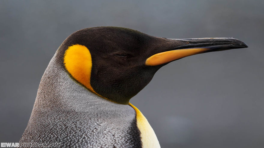 I Went To The Southern Ocean And Observed Penguins And Albatrosses. I Went To The Southern Ocean And Observed Penguins And Albatrosses.