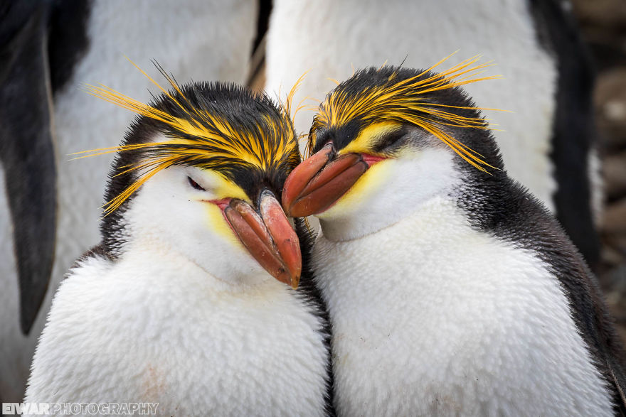 I Went To The Southern Ocean And Observed Penguins And Albatrosses. I Went To The Southern Ocean And Observed Penguins And Albatrosses.