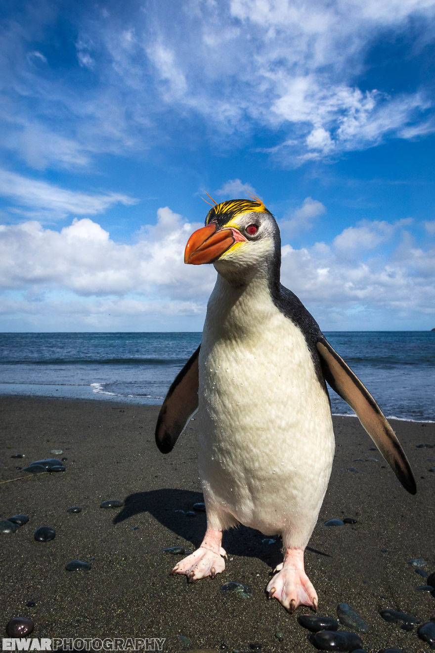 I Went To The Southern Ocean And Observed Penguins And Albatrosses.