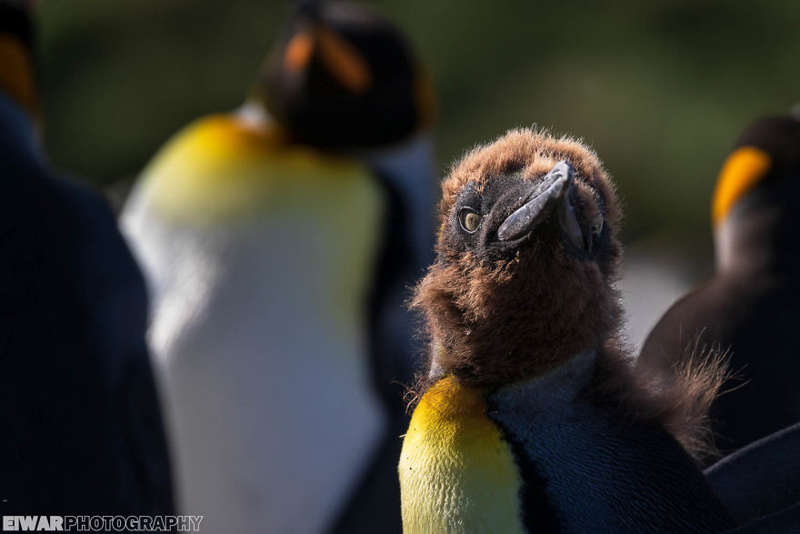 I Went To The Southern Ocean And Observed Penguins And Albatrosses.