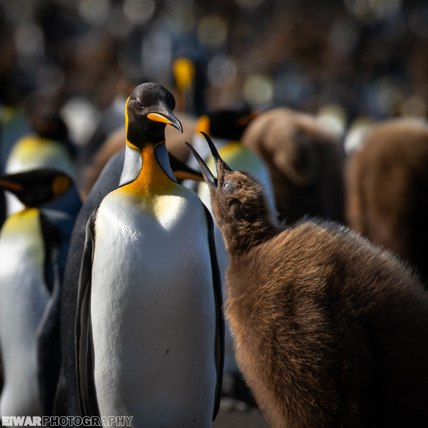 I Went To The Southern Ocean And Observed Penguins And Albatrosses. I Went To The Southern Ocean And Observed Penguins And Albatrosses.