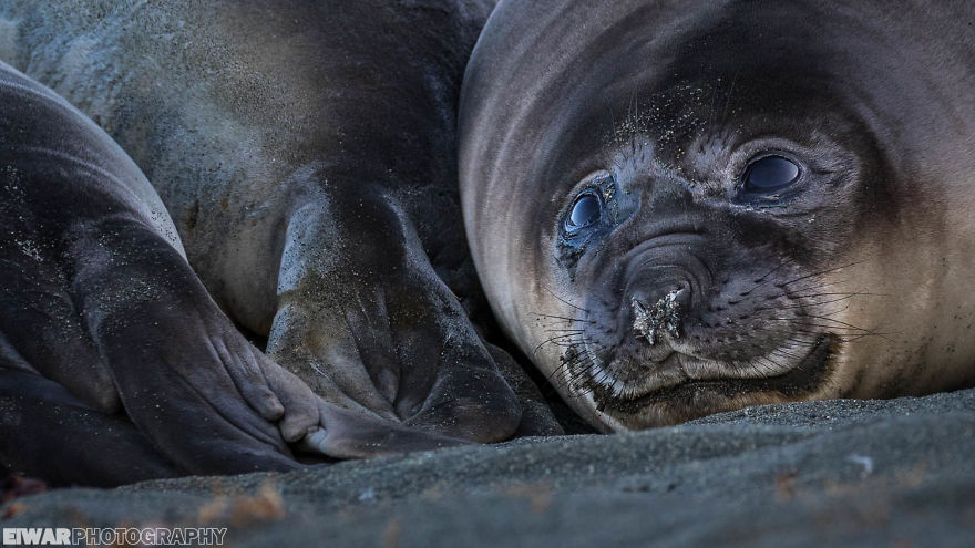 I Went To The Southern Ocean And Observed Penguins And Albatrosses. I Went To The Southern Ocean And Observed Penguins And Albatrosses.