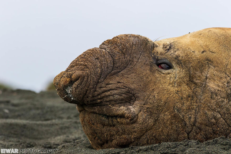 I Went To The Southern Ocean And Observed Penguins And Albatrosses.