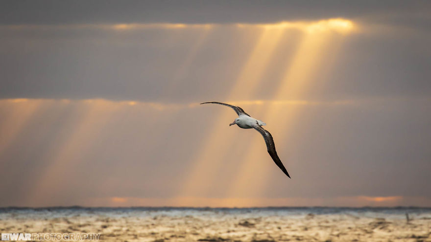 I Went To The Southern Ocean And Observed Penguins And Albatrosses.