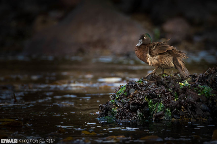 I Went To The Southern Ocean And Observed Penguins And Albatrosses.