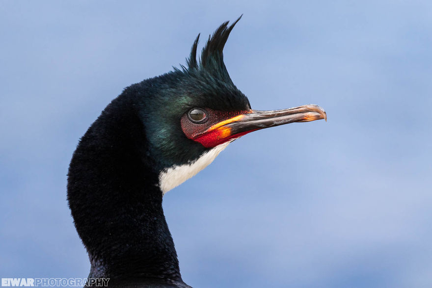 I Went To The Southern Ocean And Observed Penguins And Albatrosses.