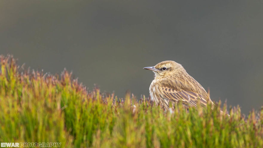 I Went To The Southern Ocean And Observed Penguins And Albatrosses. I Went To The Southern Ocean And Observed Penguins And Albatrosses.