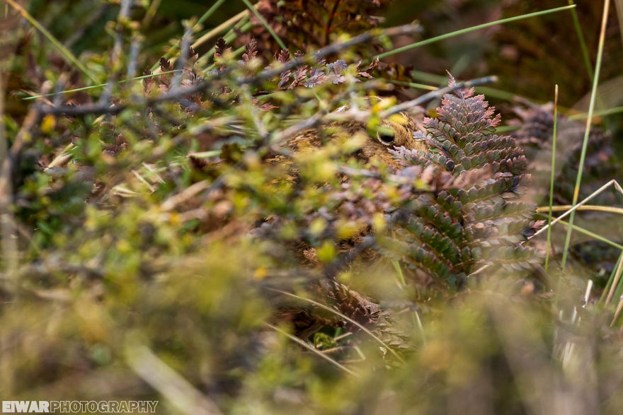 I Went To The Southern Ocean And Observed Penguins And Albatrosses. I Went To The Southern Ocean And Observed Penguins And Albatrosses.