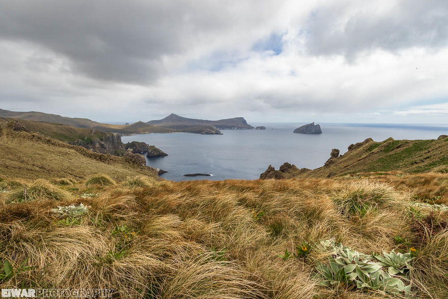 I Went To The Southern Ocean And Observed Penguins And Albatrosses.