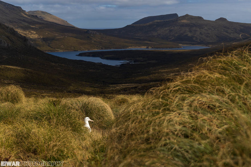 I Went To The Southern Ocean And Observed Penguins And Albatrosses.