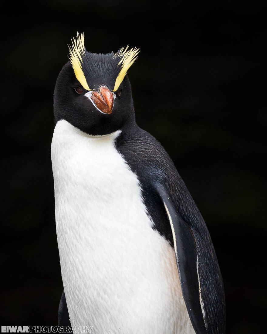 I Went To The Southern Ocean And Observed Penguins And Albatrosses.
