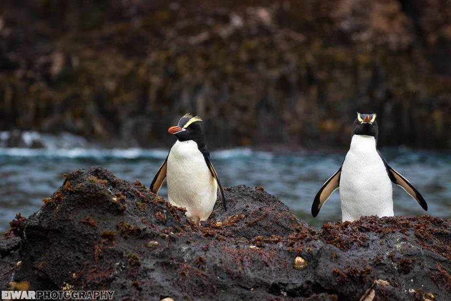 I Went To The Southern Ocean And Observed Penguins And Albatrosses. I Went To The Southern Ocean And Observed Penguins And Albatrosses.