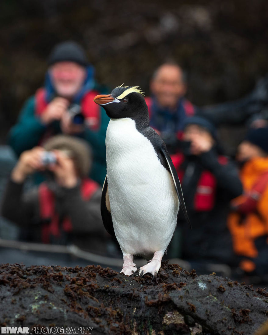I Went To The Southern Ocean And Observed Penguins And Albatrosses.