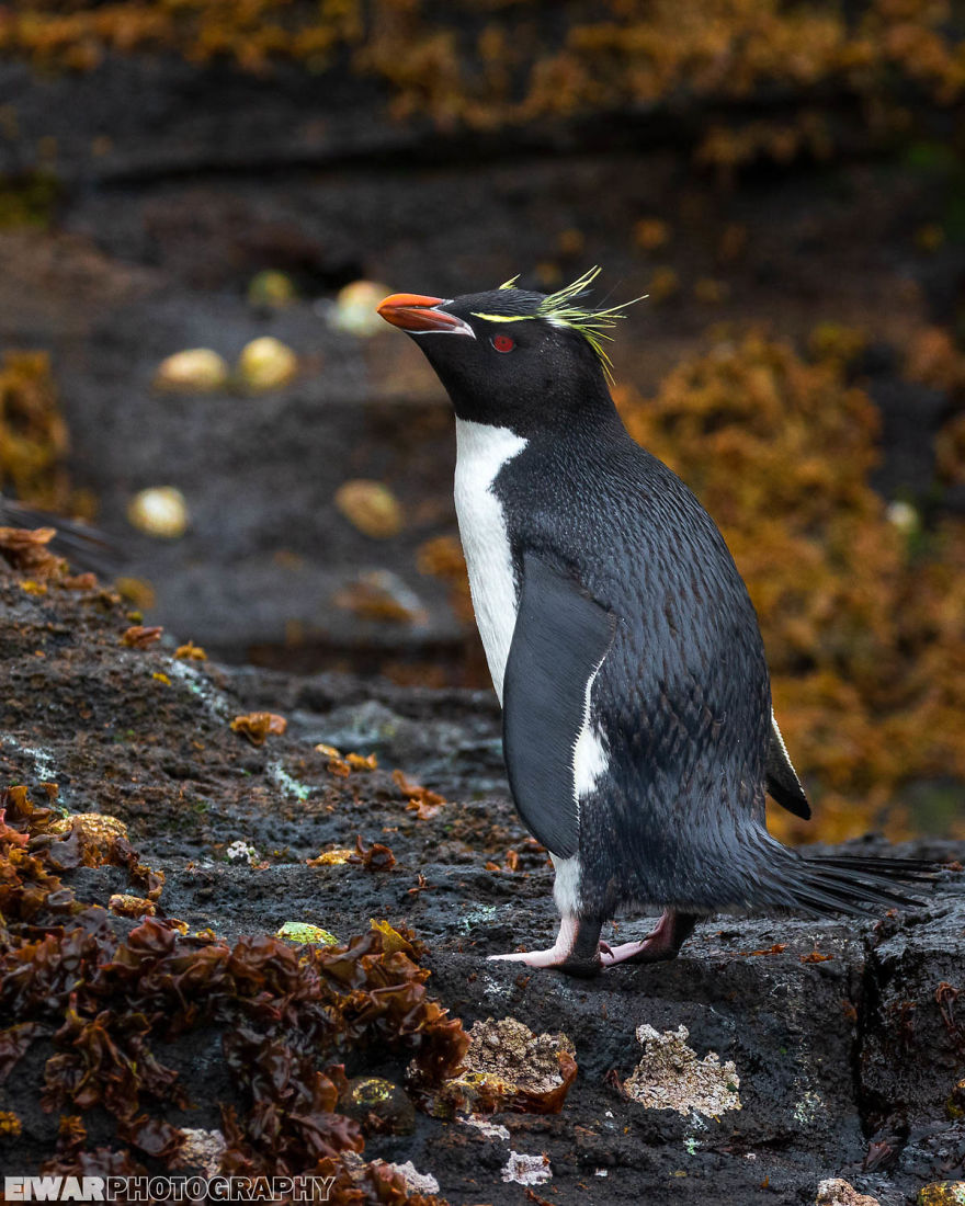 I Went To The Southern Ocean And Observed Penguins And Albatrosses.