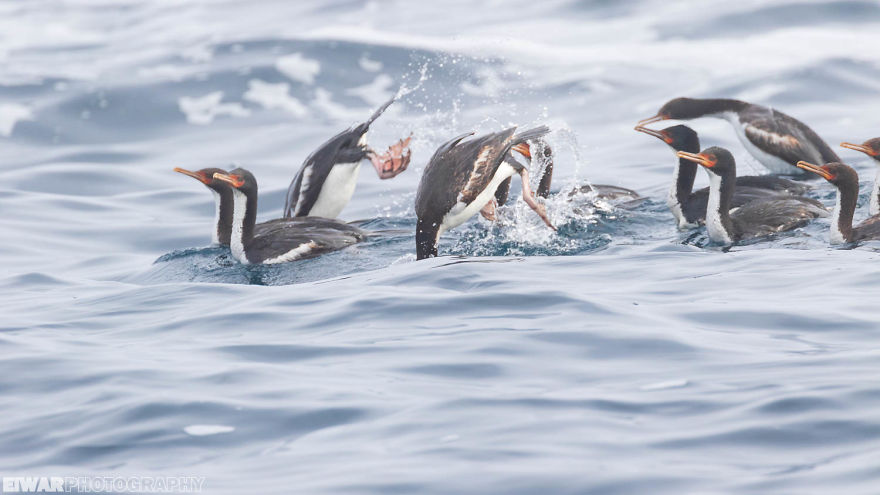 I Went To The Southern Ocean And Observed Penguins And Albatrosses. I Went To The Southern Ocean And Observed Penguins And Albatrosses.