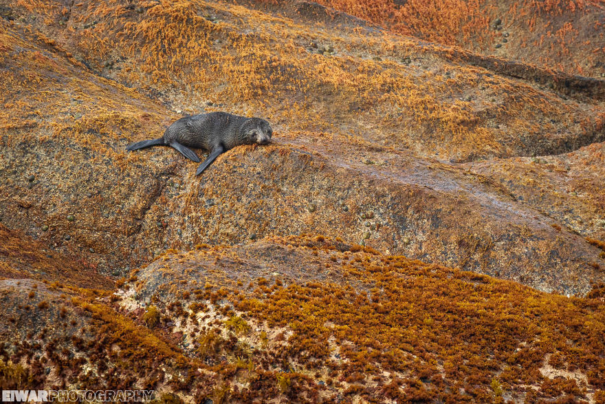 I Went To The Southern Ocean And Observed Penguins And Albatrosses.