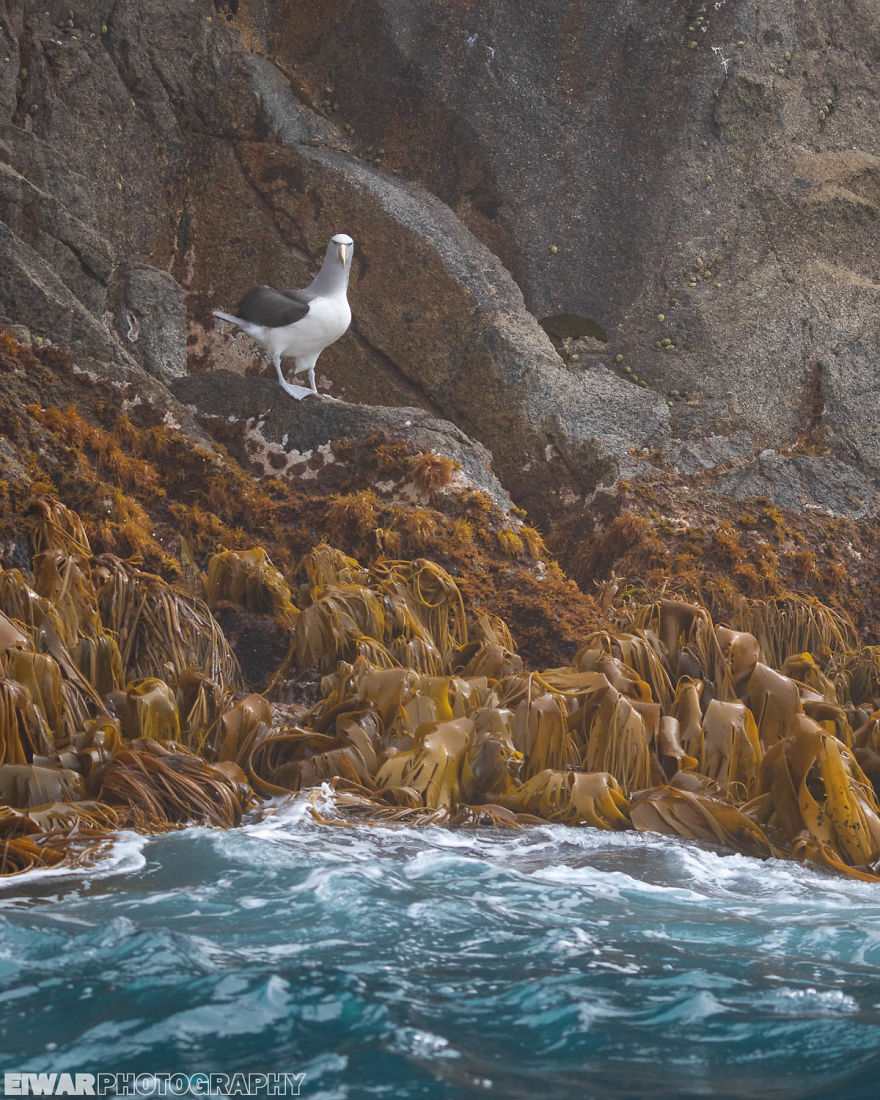 I Went To The Southern Ocean And Observed Penguins And Albatrosses.
