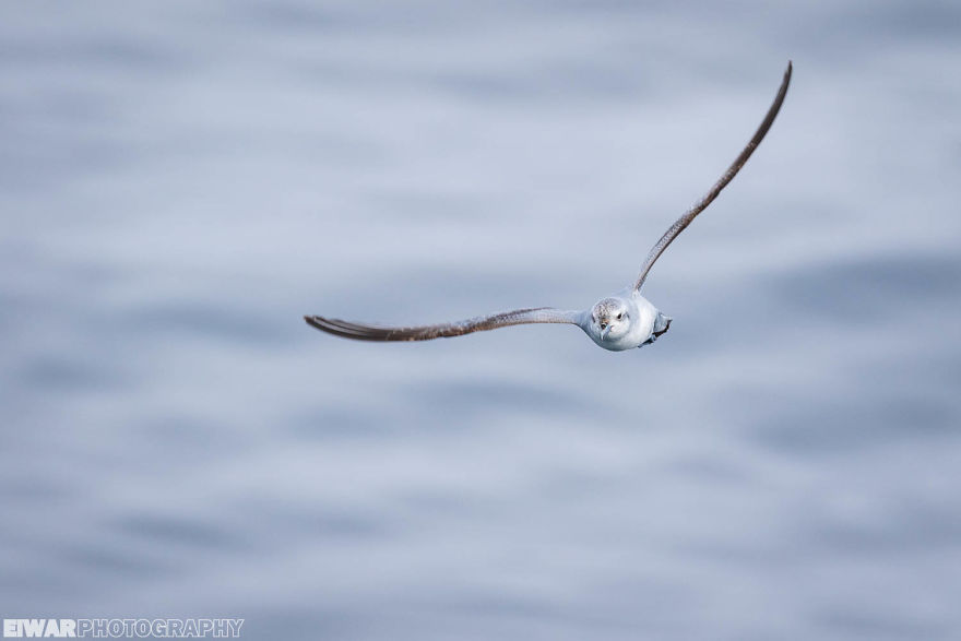 I Went To The Southern Ocean And Observed Penguins And Albatrosses.
