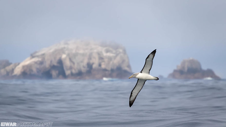 I Went To The Southern Ocean And Observed Penguins And Albatrosses. I Went To The Southern Ocean And Observed Penguins And Albatrosses.