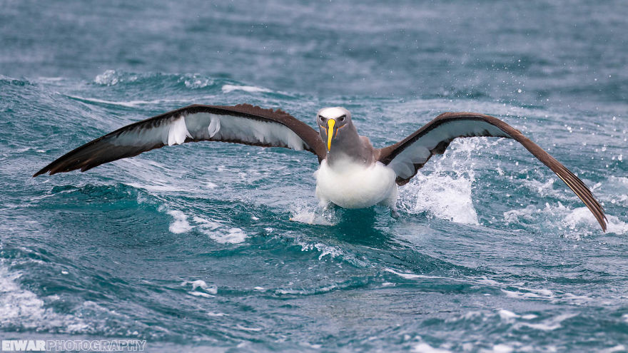 I Went To The Southern Ocean And Observed Penguins And Albatrosses. I Went To The Southern Ocean And Observed Penguins And Albatrosses.