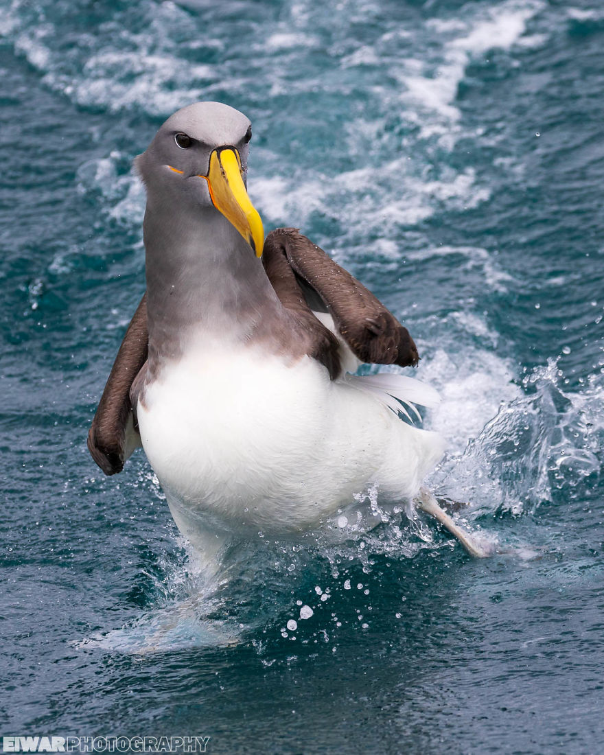I Went To The Southern Ocean And Observed Penguins And Albatrosses. I Went To The Southern Ocean And Observed Penguins And Albatrosses.