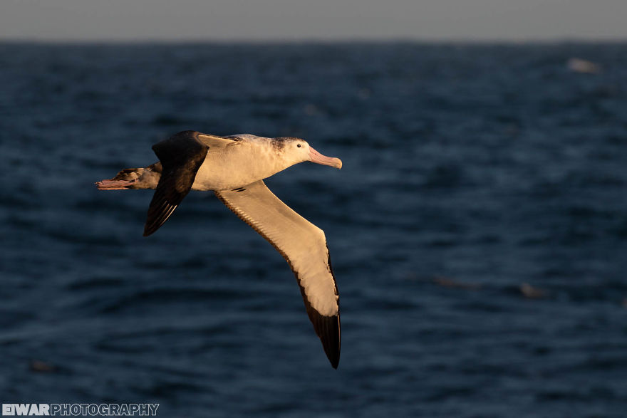 I Went To The Southern Ocean And Observed Penguins And Albatrosses.