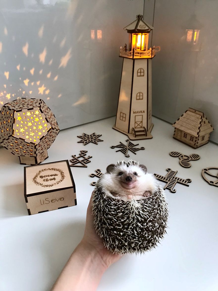 Hey Human, Do You Like My Decorations?
