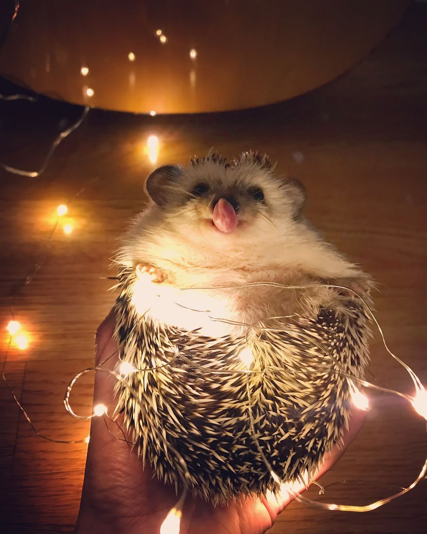 Look, Human! I Can Touch My Nose With My Tongue