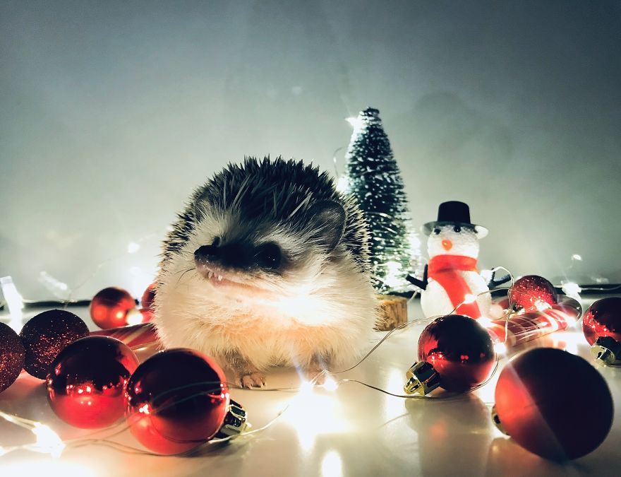 In The Christmas Mood