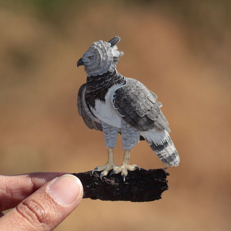 Harpy Eagle