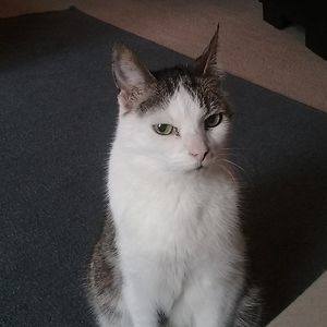 words-likewater-flow avatar