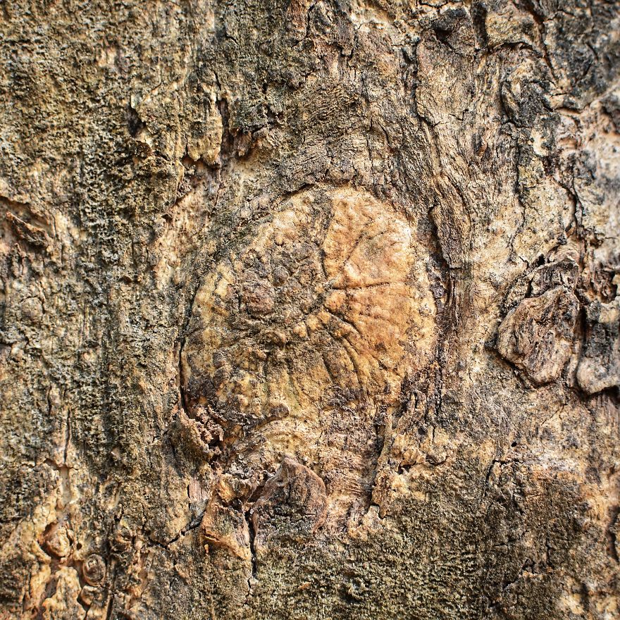 Tree Bark: Photographing Abstract Art...