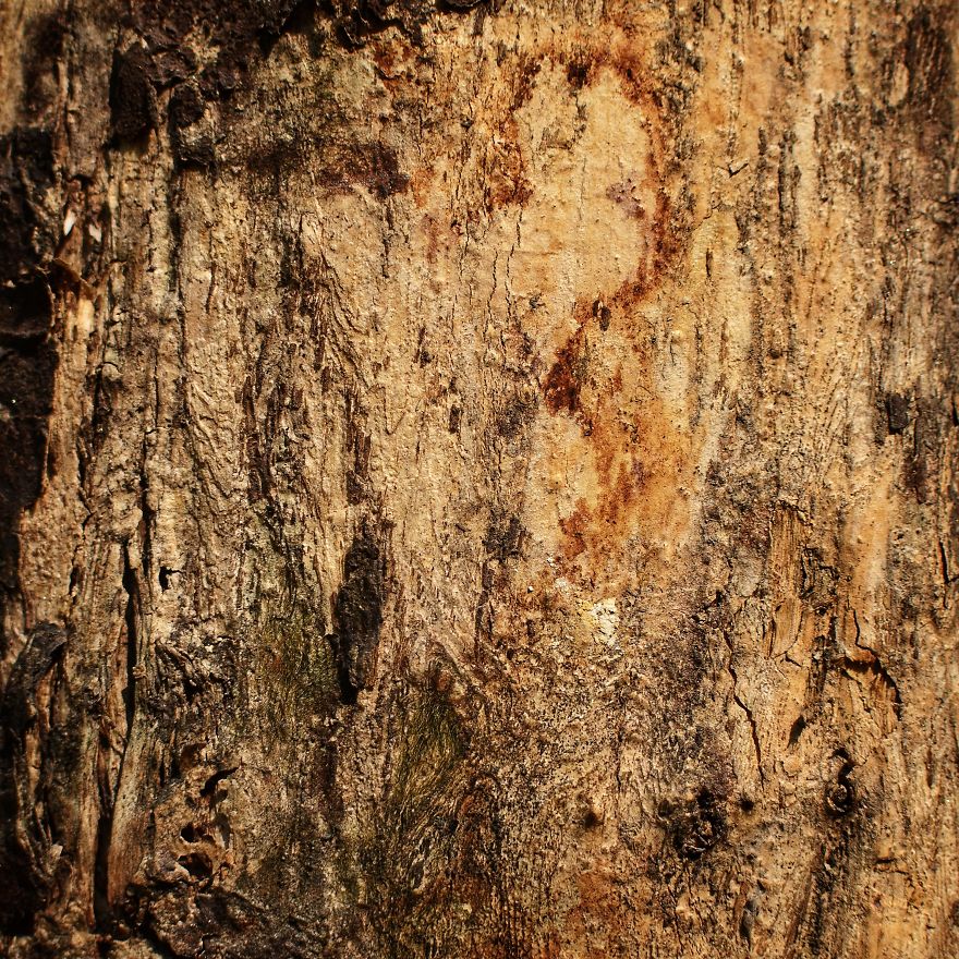 Tree Bark: Photographing Abstract Art...