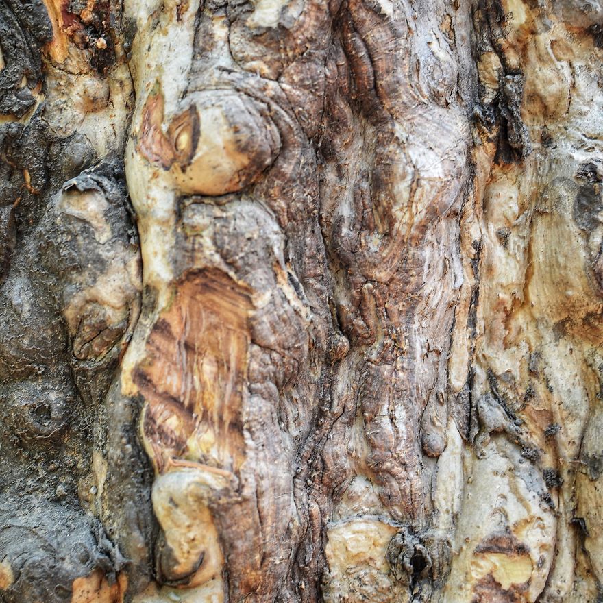 Tree Bark: Photographing Abstract Art...