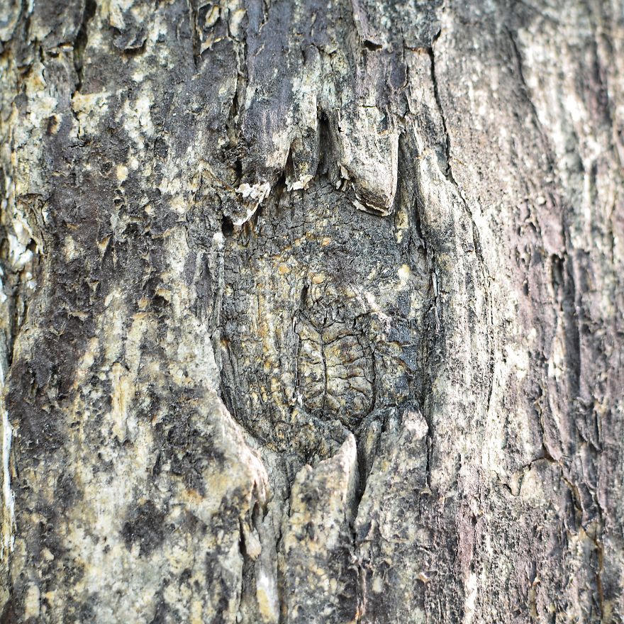 Tree Bark: Photographing Abstract Art...