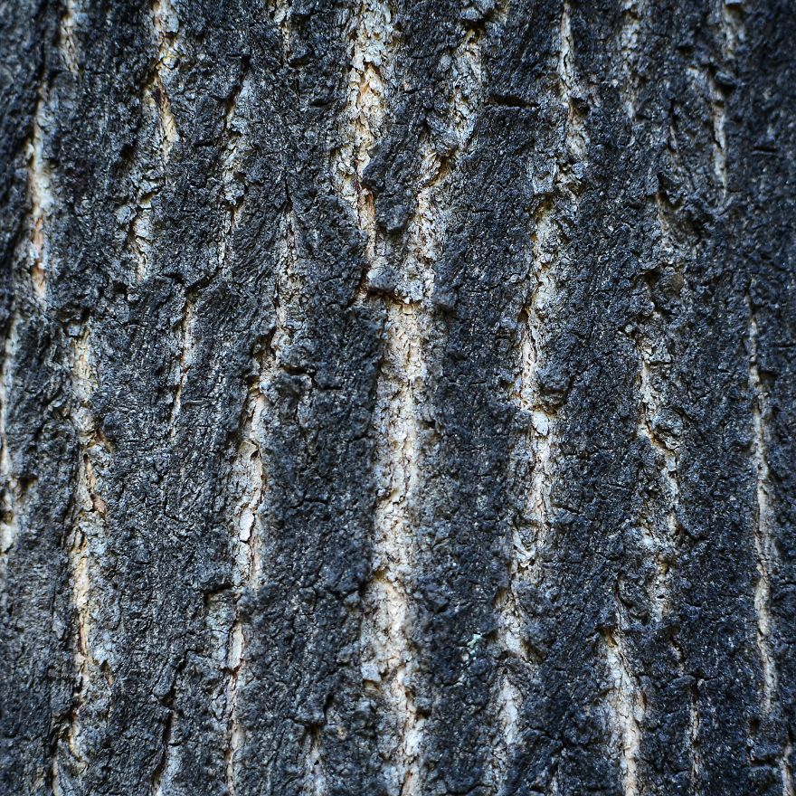 Tree Bark: Photographing Abstract Art...