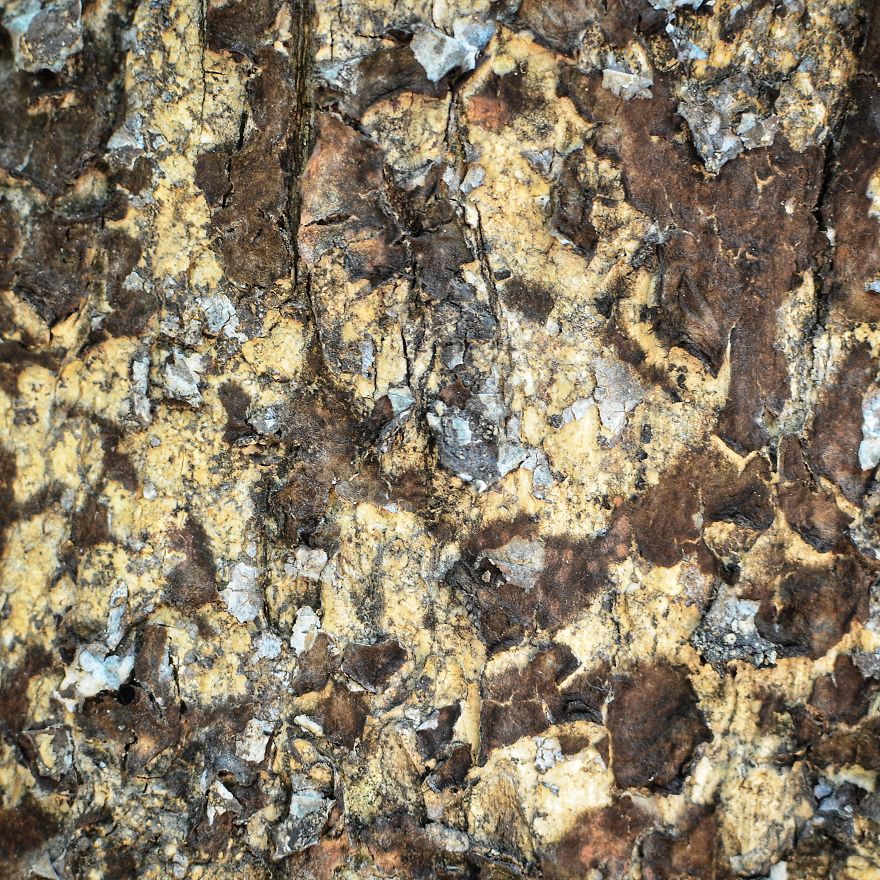 Tree Bark: Photographing Abstract Art...