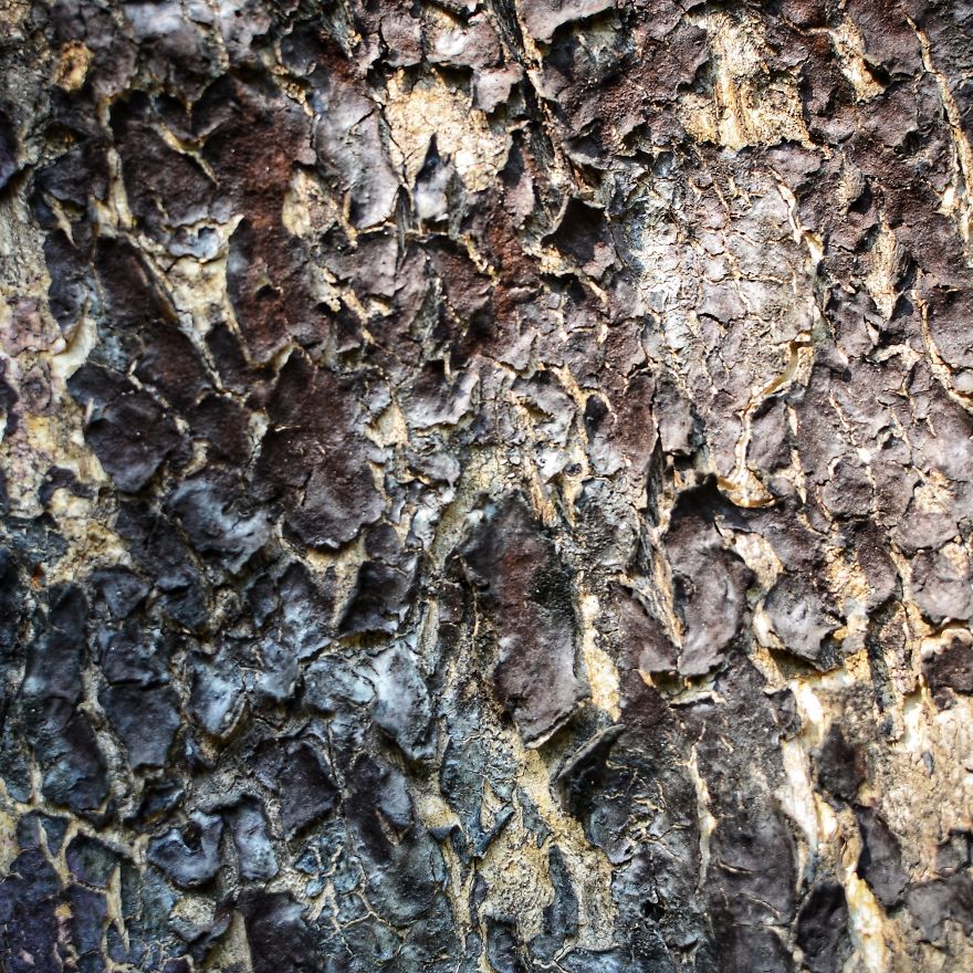 Tree Bark: Photographing Abstract Art...
