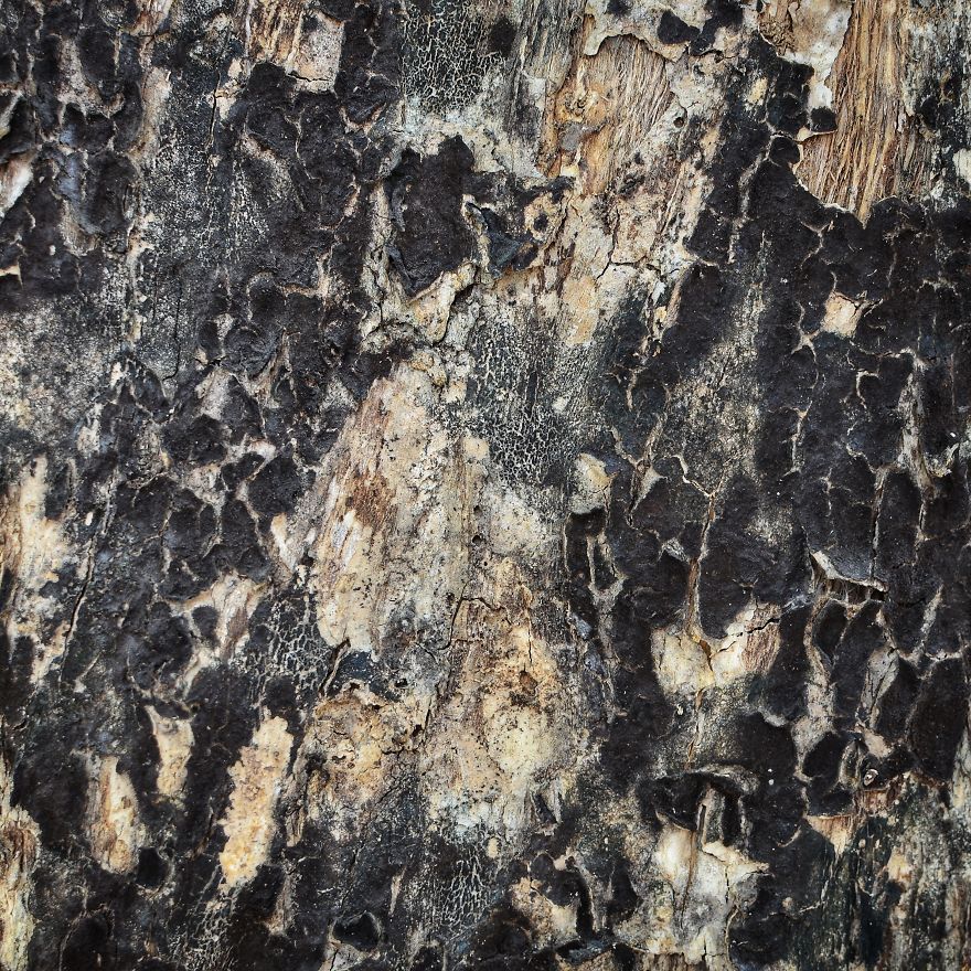 Tree Bark: Photographing Abstract Art...