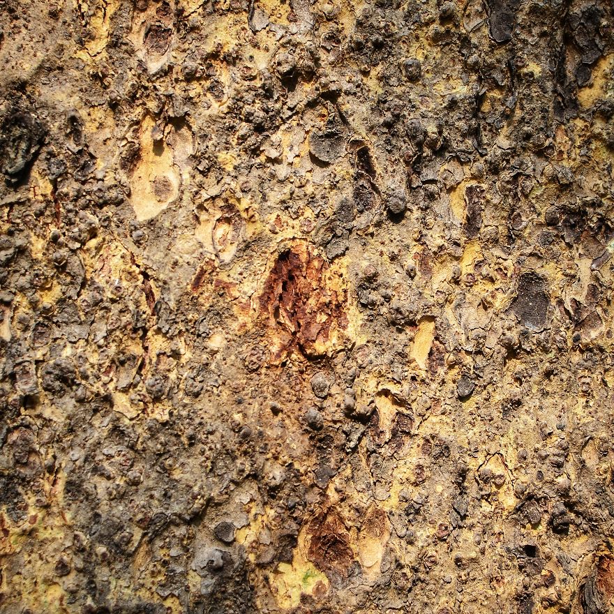 Tree Bark: Photographing Abstract Art...