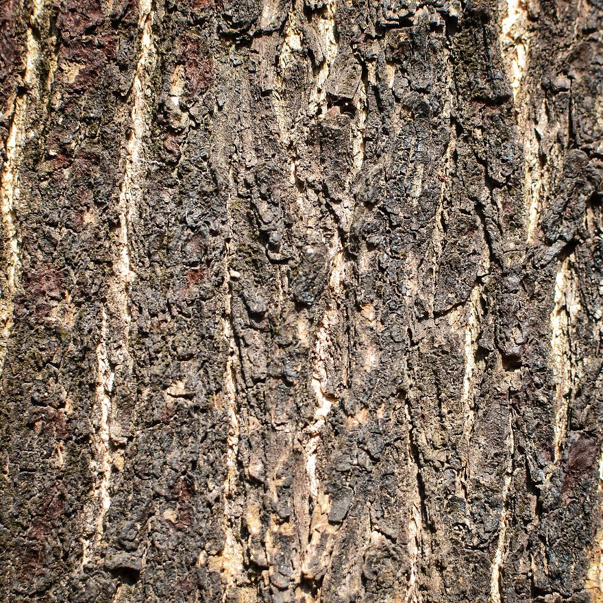Tree Bark: Photographing Abstract Art...