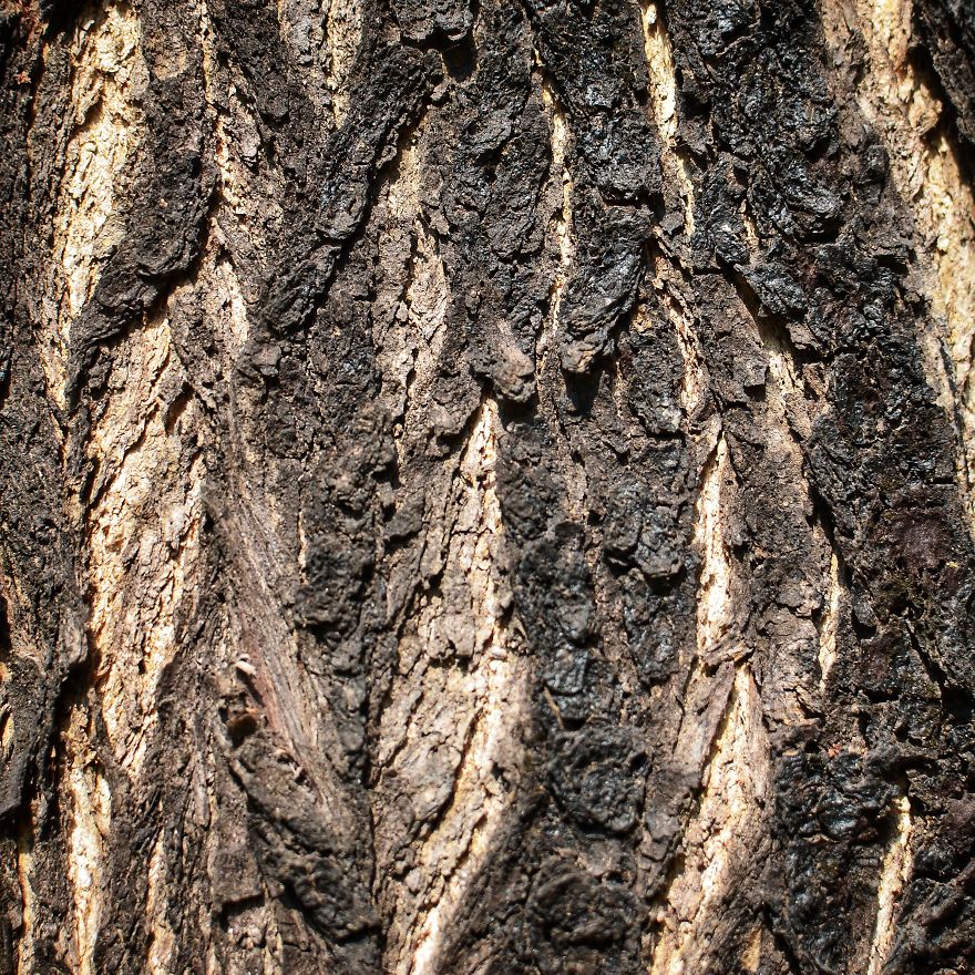 Tree Bark: Photographing Abstract Art...