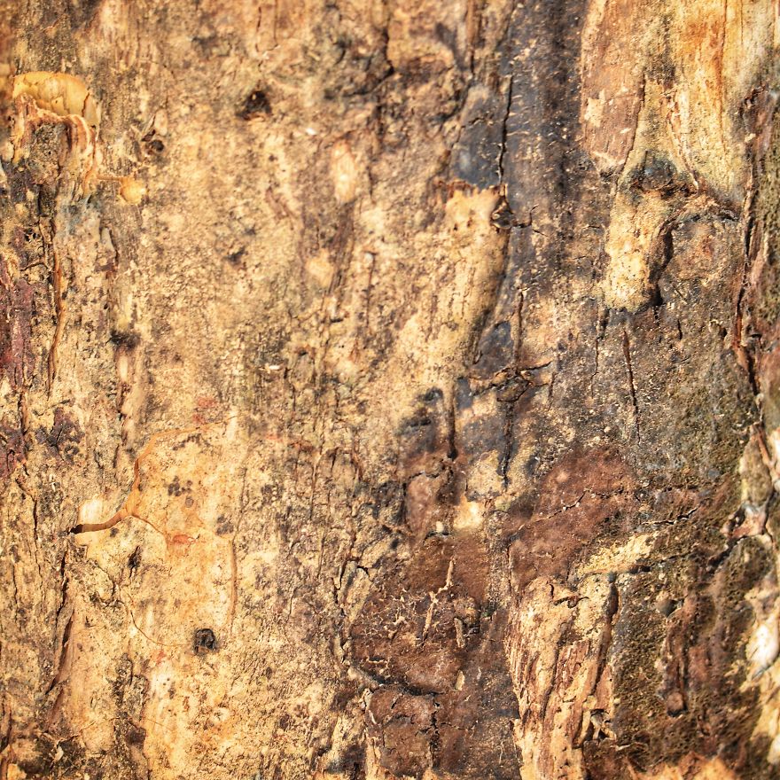 Tree Bark: Photographing Abstract Art...