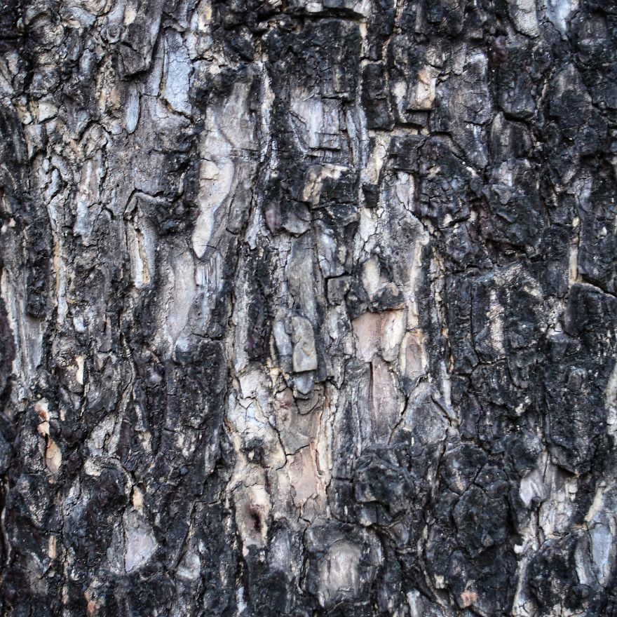 Tree Bark: Photographing Abstract Art...