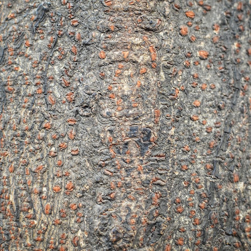 Tree Bark: Photographing Abstract Art...