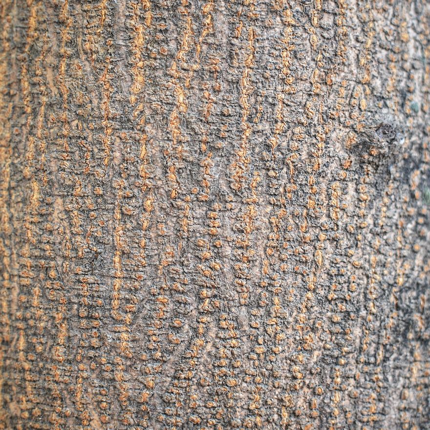 Tree Bark: Photographing Abstract Art...