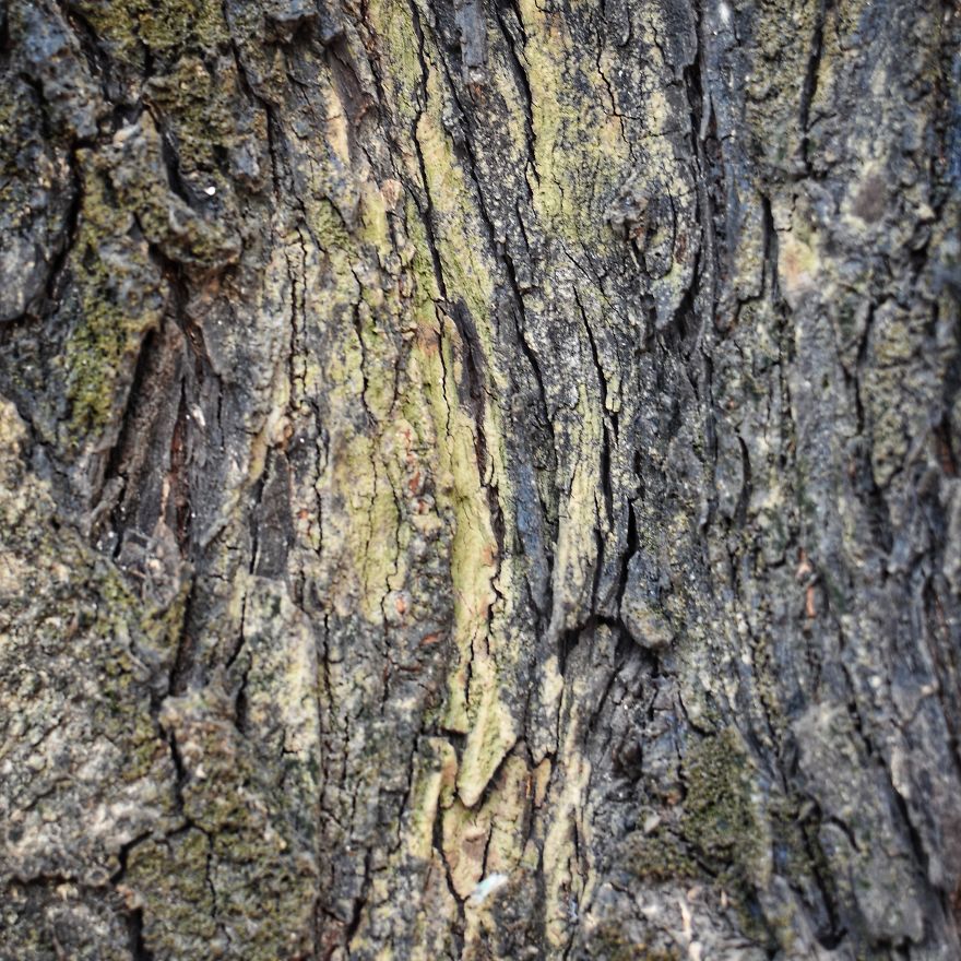 Tree Bark: Photographing Abstract Art...