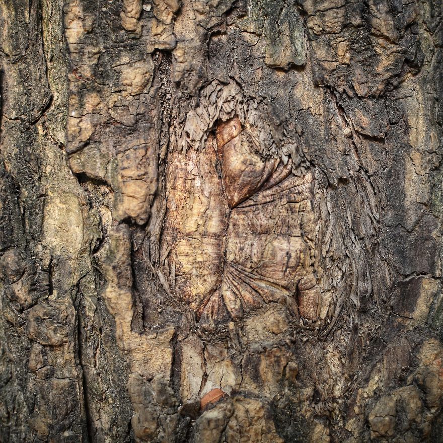 Tree Bark: Photographing Abstract Art...